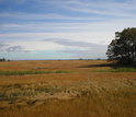 High-elevation marsh at the Plum Island Ecosystems LTER site.